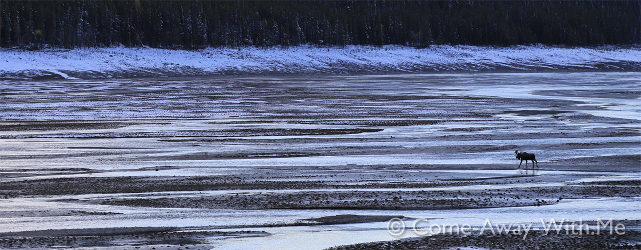 A moose in Jasper NP